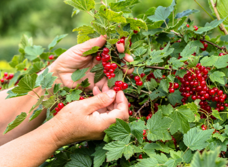 WaterUps Anwendung Beeren