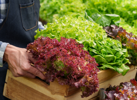 WaterUps Anwendung Salat